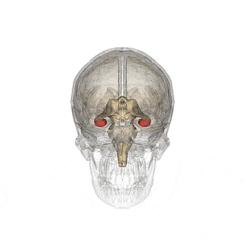 440px-Hippocampus-brain-during-meditation